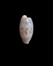 Conchiglia shell cypraea - conchiglia,