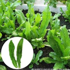 Eryngium foetidum coriandolo - eryngium,