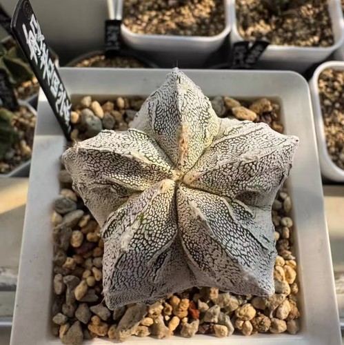 6x6cm astrophytum myriostigma - 6x6cm,