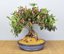 Bonsai azalea indiana da - bonsai, di