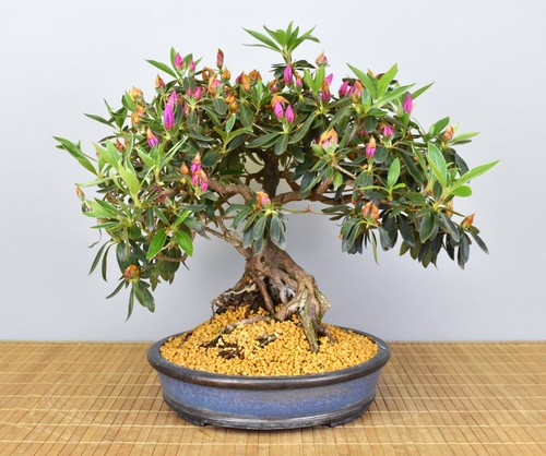 Bonsai azalea indiana da - azalea,
