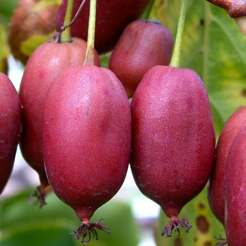 Aktinidia hardy red - aktinidia, femmina