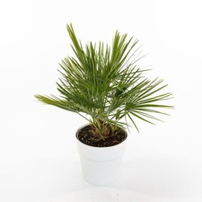 Chamaerops Humilis -  Palma