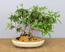 Bonsai di Azalea Indiana da