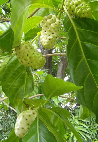 Morinda citrifolia semi - semi, noni