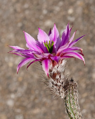 Echinocereus poselgeri - poselgeri,