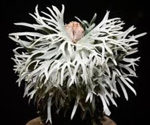 Platycerium willinckii jade - willinckii,