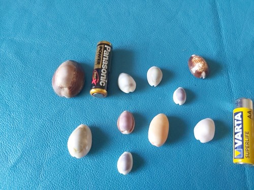 Lotto conchiglie shell - conchiglie,