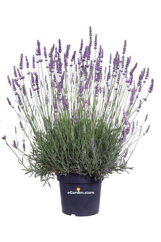 Pianta vera lavanda - vera,