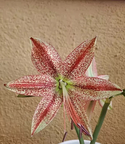 Hippeastrum apn8 pardinum - hippeastrum,