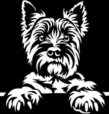 Adesivo cairn terrier - adesivo,