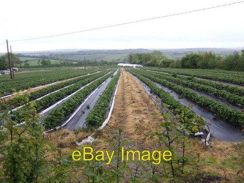 Photo 6x4 strawberry fields - strawberry, in