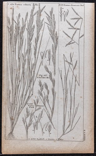1834 festuca incisione - -,