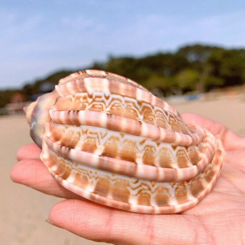 Maggiore arpa naturale mare - arpa,