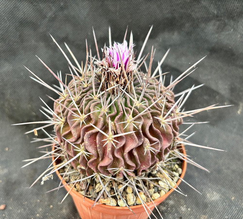Echinofossulocactus lamellosus - echinofossulocactus,