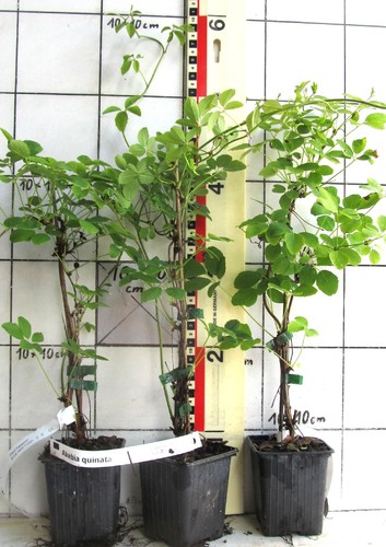 Akebia quinata rara - quinata,