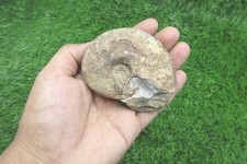 3 Inch Manticoceras Goniatite