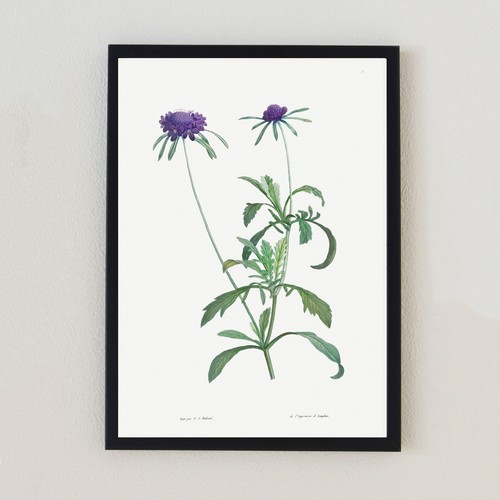 Illustrazione pianta vintage