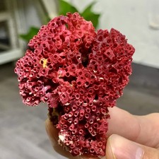 Grappolo di barriera corallina