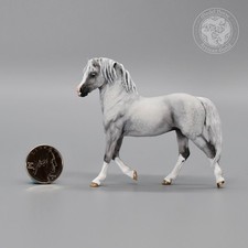 Stallone pony gallese "Merry"