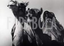 Foto vintage USA, Coppia di cammelli, 1850, stampa 24x18 cm