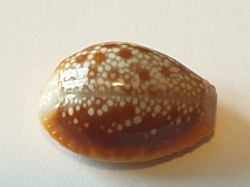 Cypraea erosaria helvola 15 - helvola,,