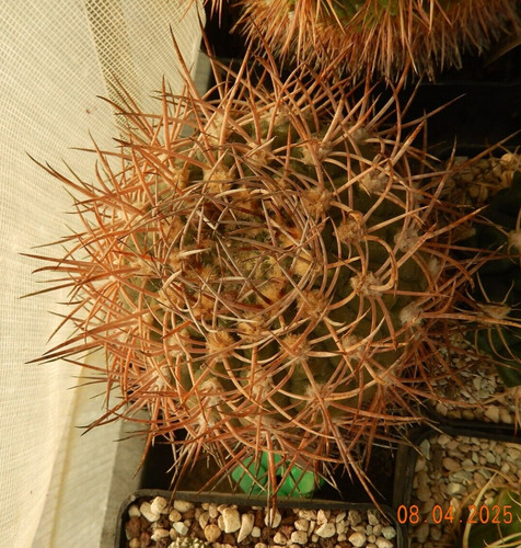 Gymnocalycium nidulans 138 - nidulans, p-138