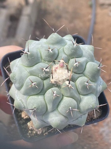 Thelocactus phymatothelos rara - thelocactus,