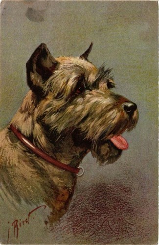 Cpa pinscher schnauzer dogs - pinscher,