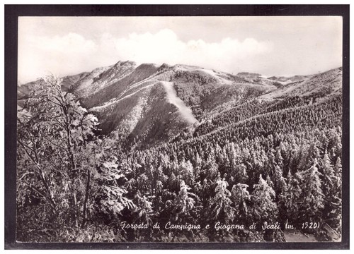 Cartolina foresta campigna - cartolina,