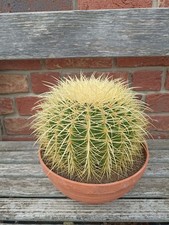 Echinocactus Grusonii "Sedile