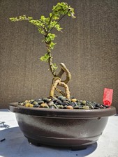 Limonia acidissima   ( Cây