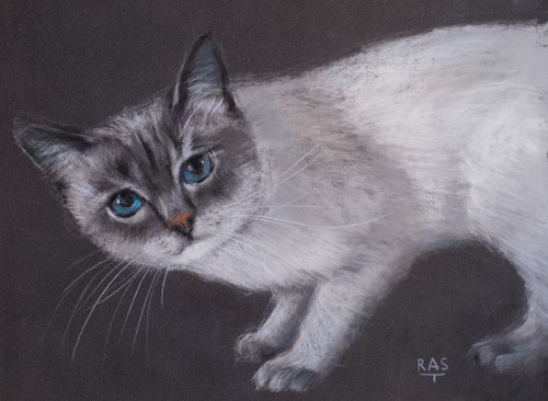 Gatto bianco siamese occhi
