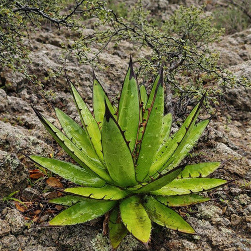 Agave convallis seeds - agave,