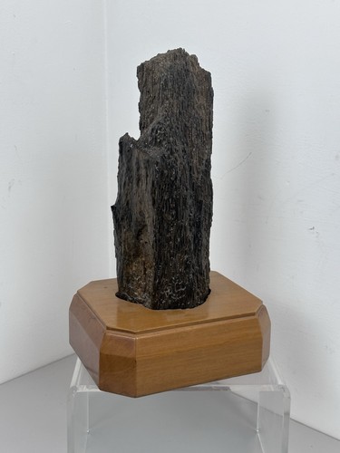 Scultura legno fossile - scultura,