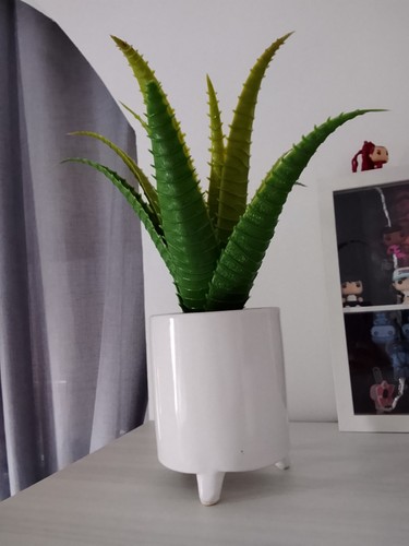 Aloe pianta vaso bianco - pianta,