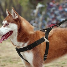 Imbracatura da trasporto cane