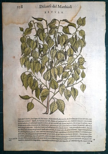Stampa antica mattioli - stampa,