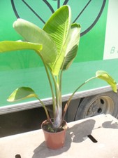 Strelitzia nicolai, fiore