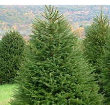 Abete rosso "Picea abies"