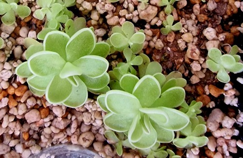 Pianta carnivora pinguicula - pianta,