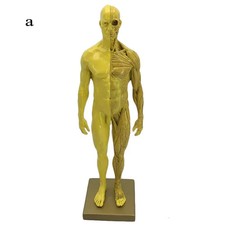 Disegno scultura medica 30 cm