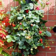 SEMI DI FRAGOLA RAMPICANTE, 50 SEMI SELEZIONATI + OMAGGIO