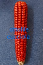 200 SEMI DI OTTOFILE Rosso da