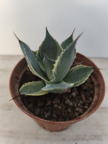 Agave isthmensis delaware - agave,