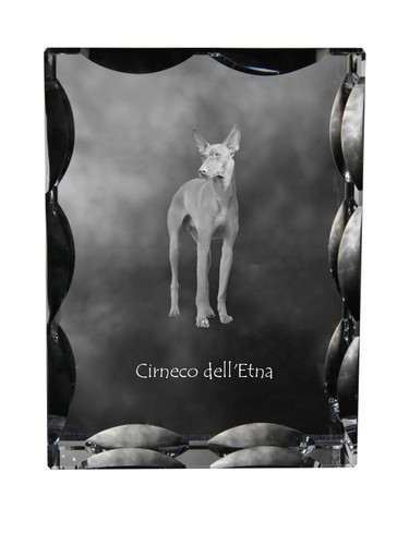 Cirneco dell etna - cirneco, cristallo