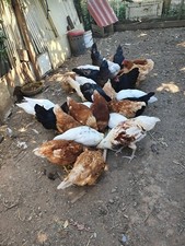 12 UOVA FECONDATE MISTE DI GALLINE OVAIOLE LIVORNESI ISABROWN AUSTRALORP FERTILI