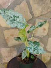 Alocasia Macrohrrizos Splash