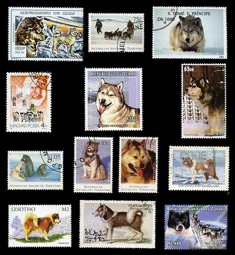 Canadian eskimo esquimaux dog - eskimo,
