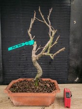 bonsai di melo   h 46 cm